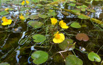 182 : Wasserschlauch / Utricularia  und  Froschbiss / Hydrocharis morsus-ranae /   Lörmoos Herrenschwanden 1.8.2020