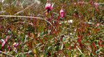 Gemeine Moosbeere / Vaccinium oxycoccos