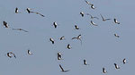 Weissstorch - White Stork