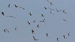 Weissstorch - White Stork