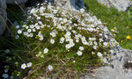92: Milchweisser Mannsschild / Androsace lactea /  Chasseral 25.6.2020