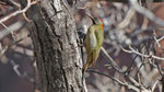 Atlasgrünspecht - Levaillant's green woodpecker