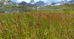 Sumpf-Dreizack / Triglochin palustris /    Lac de Fenêtre 27.8.2020