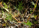 Vielteiliges Fingerkraut / Potentilla multifida / Schwarzsee 14.8.2021