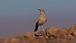 Wüstenläuferlerche - Hoopoe Lark