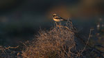 Wüstensteinschmätzer - Desert Wheatear