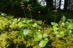 Kleines Zweiblatt / Listera cordata /   Gasterntal 4.7.2020