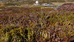 Einähriger Keulen-Bärlapp / Lycopodium clavatum subsp. monostachyon, syn.Lycopodium lagopus / Simplonpass 27.10.2021