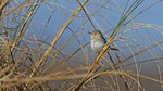 Saharagrasmücke - African Desert Warbler