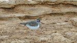 Dreibandregenpfeifer, Three - banded Plover Charadrius tricollaris