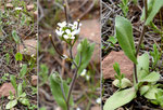 011-Arabis auriculata, Öhrchen-Gänsekresse