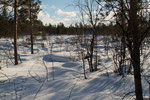 Taiga mit Blick Richtung Russland