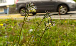 Buntes Vergissmeinnicht / Myosotis discolor /  Neuenkirch 8.5.2022