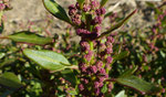 Roter Gänsefuss / Chenopodium rubrum / Raron 20.9.2022