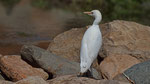 Kuhreiher - Cattle Egret