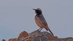 Fahlbürzelsteinschmätzer - Red - rumped Wheatear