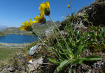 190 : Alpen-Habichtskraut / Hieracium alpinum /   Col de Chassoure   9.8.2020