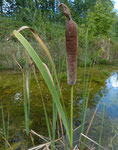 197 : Shuttleworths Rohrkolben / Typha shuttleworthii /    Ritzele Münsingen 17.8.2020