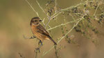 Schwarzkehlchen / Stonechat