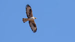 Habichtsadler - Bonelli's Eagle