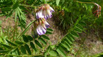 Heide-Wicke / Vicia orobus /  Petite Ronde bei Les Verrières NE 9.7.2021