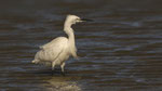 Seidenreiher / Little Egret