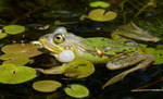 Frosch mit Froschbiss / Hydrocharis morsus-ranae