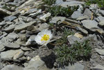 Seguiers Hahnenfuss / Ranunculus seguieri