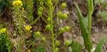 64 : Ackernüsschen / Neslia paniculata /     Raaft oberhalb Ausserberg 6.6.2020