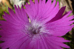 Grenobler Nelke / Dianthus gratianopolitanus,  am Schlundeingang bärtig /   Ravellenflue 7.5.2020