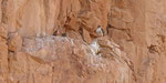 Wüstenfalke - Barbary Falcon