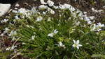 95: Grossblütiges Sandkraut / Arenaria grandiflora /    Chasseral 25.6.2020