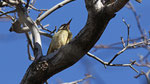 Atlasgrünspecht - Levaillant's green Woodpecker