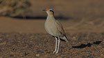 Rennvogel - Cream - coloured Courser