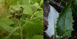 Weissfilzige Alpenscharte / Saussurea discolor