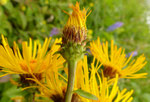 Weiden-Alant / Inula salicina