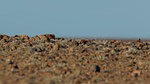 Sandflughuhn - Black - bellied Sandgrouse 