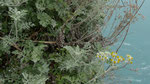 Weissfilziges Greiskraut / Jacobaea maritima subsp. bicolor,  typisch an Küstenfelsen im Mittelmeerraum