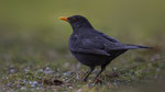 Amsel 