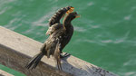 Kronenscharbe auf der Jetty Bridge, Swakopmund