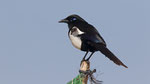 Elster - Magpie (mauritanica)