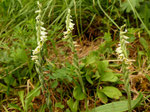 Herbst-Wendelähre / Spiranthes spiralis /Sundlauenen 10.9.2021