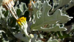 Weissfilziges Greiskraut / Jacobaea maritima subsp. bicolor