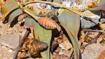 Welwitschia