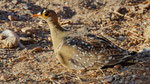 Nachtflughuhn, Double-banded Sandgrouse Pterocles bicinctus