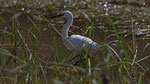 Seidenreiher - Little Egret