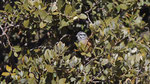 Zippammer - Rock Bunting