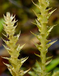 Dorniger Moosfarn / Selaginella selaginoides / Niederhorn 10.10.2021