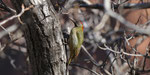 Atlasgrünspecht Marokko Februar 2017