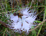 202 : Montpellier-Nelke / Dianthus hyssopifolius /       Monte Generoso 21.8.2020